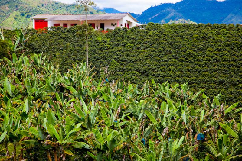 Cultivos en Jardin, Suroeste Antioqueño, Antioqui...