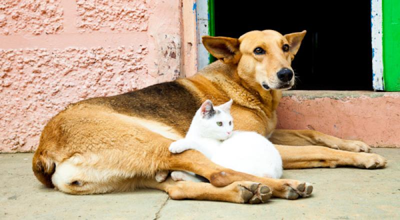 Animales Amigos