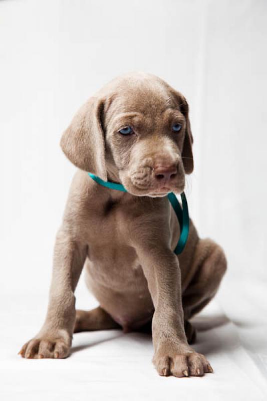 Cachorro Weimaraner