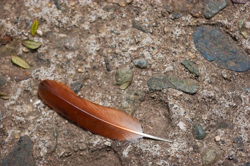 Detalle de una Pluma