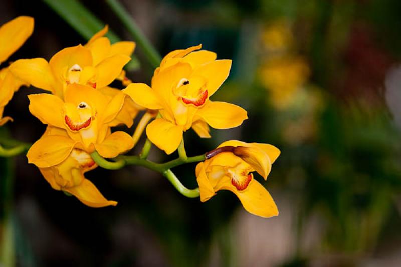 Xlaeliocattleya Tango Orange