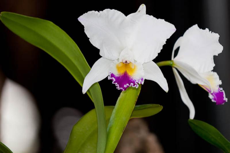 Cattleya candida 