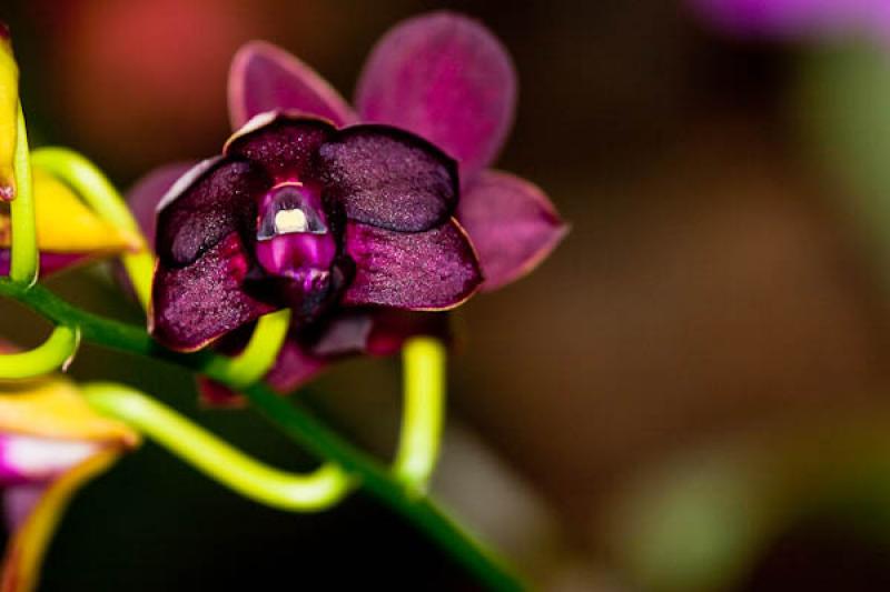 Phalaenopsis Blackjack