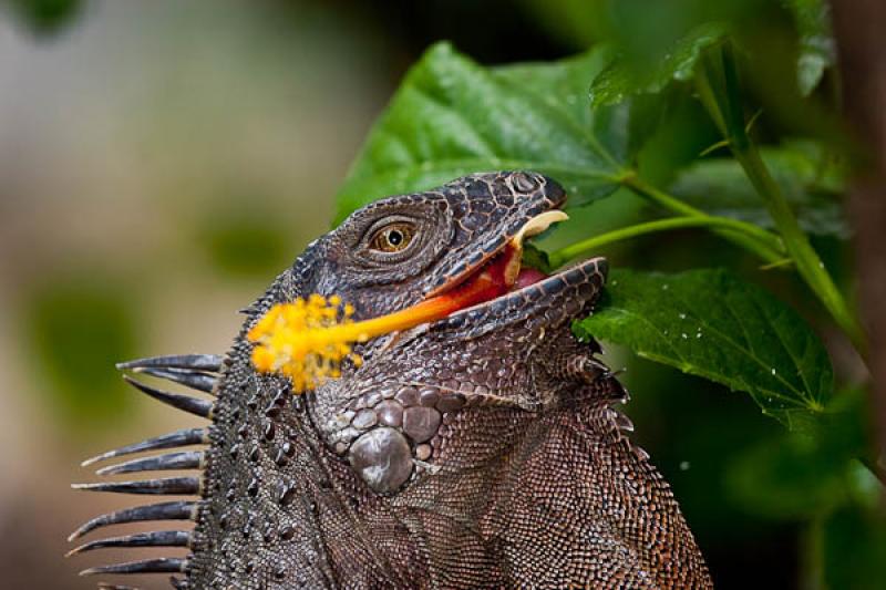 Iguana iguana