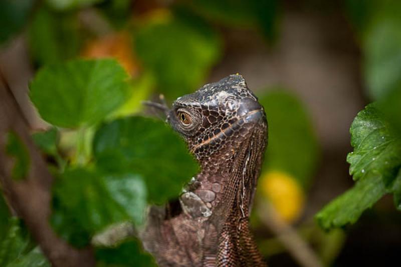 Iguana iguana