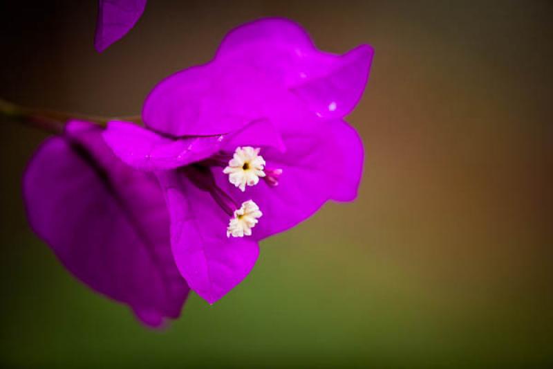 Bougainvillea glabra