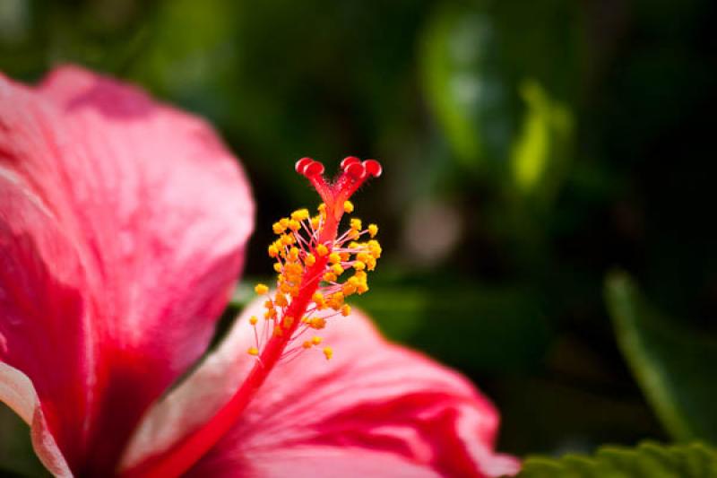 Hibiscus