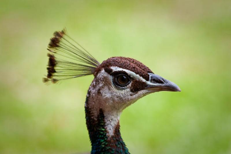 Pavo cristatus