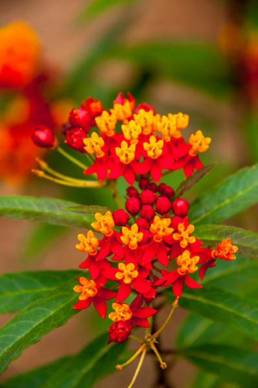 Lantana camara