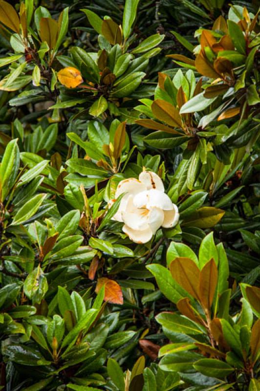 Magnolia grandiflora