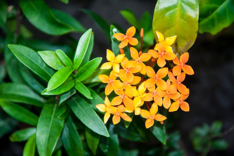 Ixora coccinea