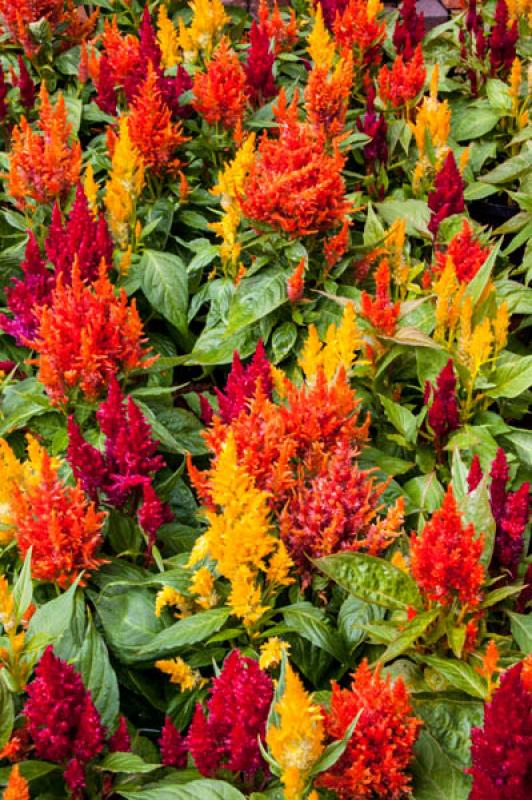 Celosia Plumosa