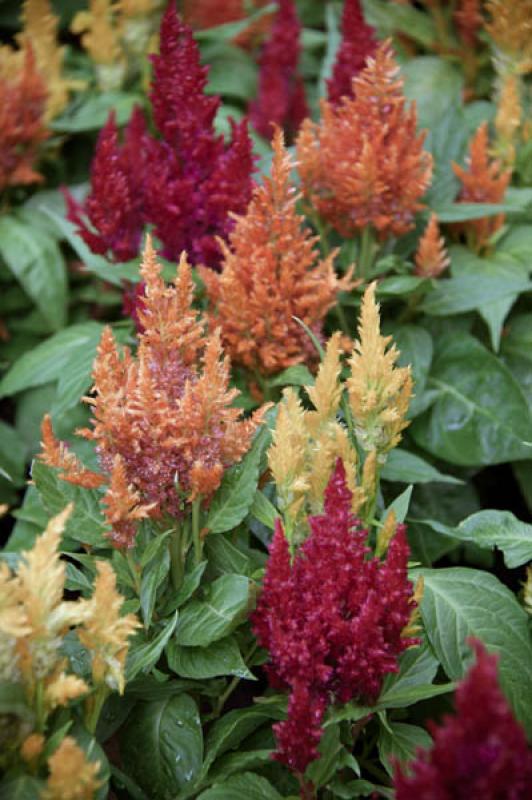 Celosia Plumosa