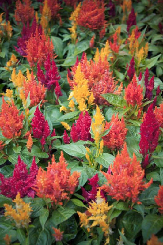 Celosia Plumosa