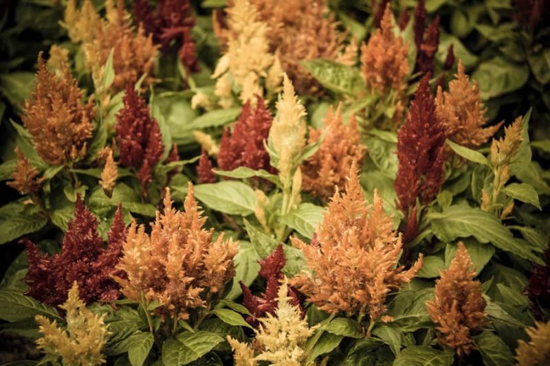 Celosia Plumosa