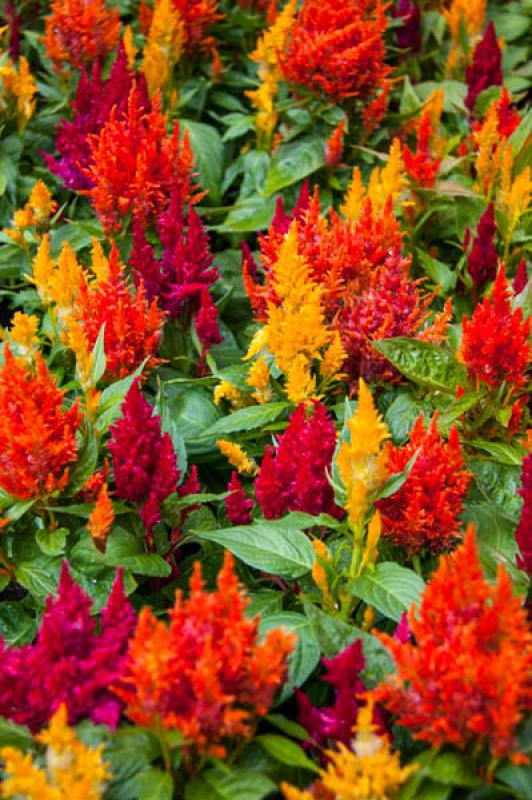 Celosia Plumosa