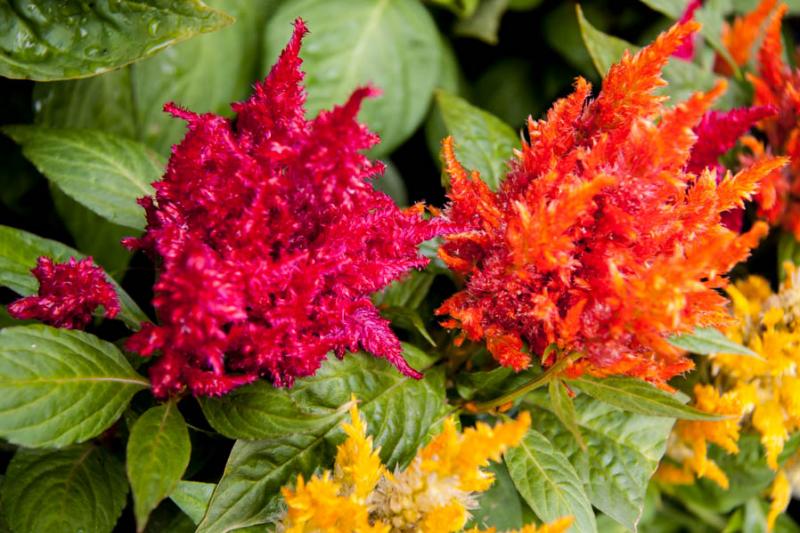 Celosia Plumosa