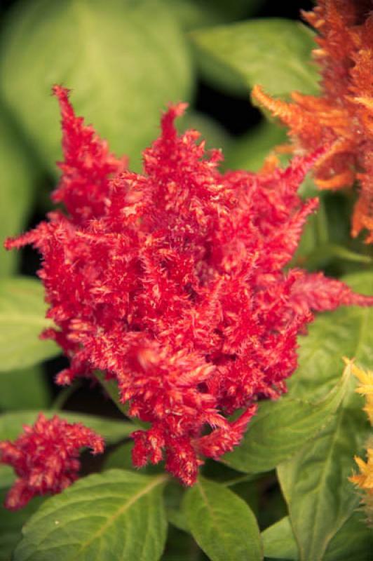 Celosia Plumosa