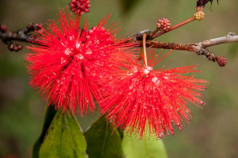 Calliandra haematocephala