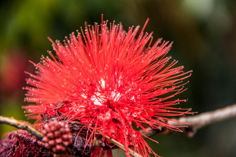 Calliandra haematocephala