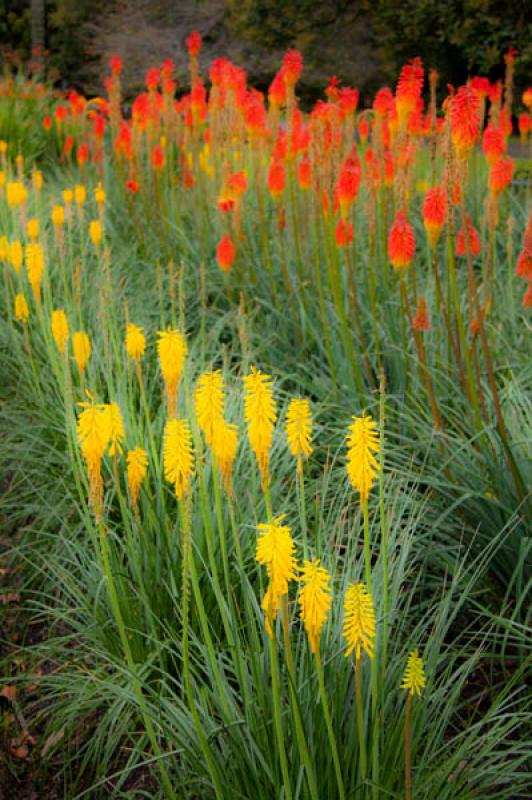 Kniphofia uvaria