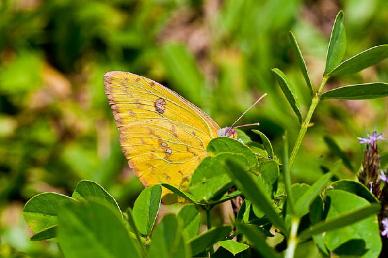 Lepidoptera