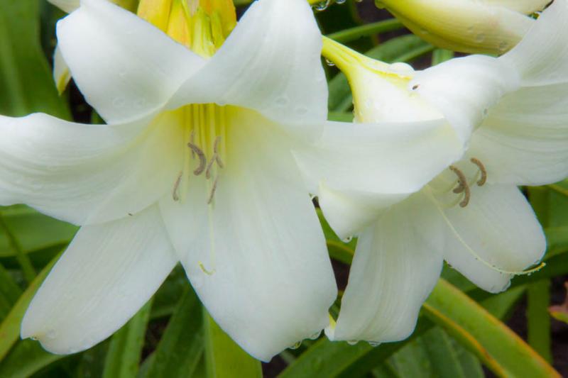 Lilium candidum