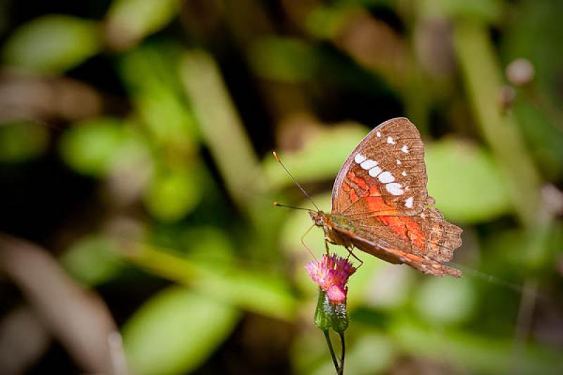 Lepidoptera