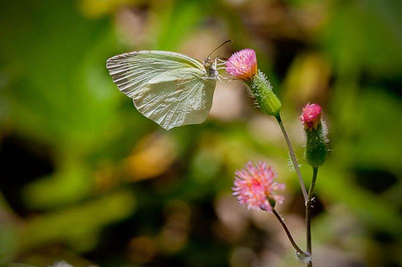 Gonepteryx cleopatra