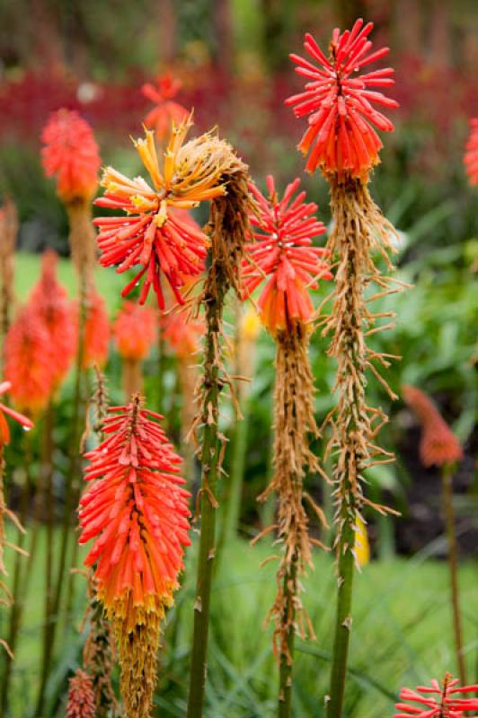 Kniphofia uvaria