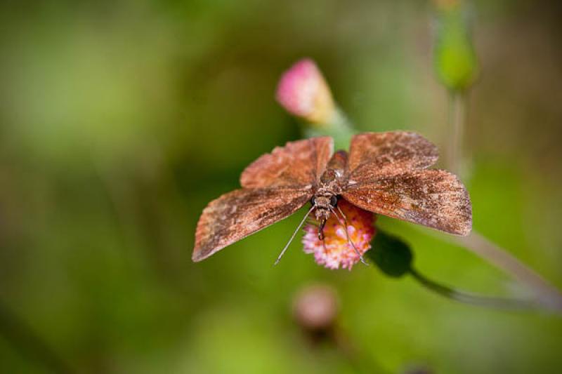 Lepidoptera