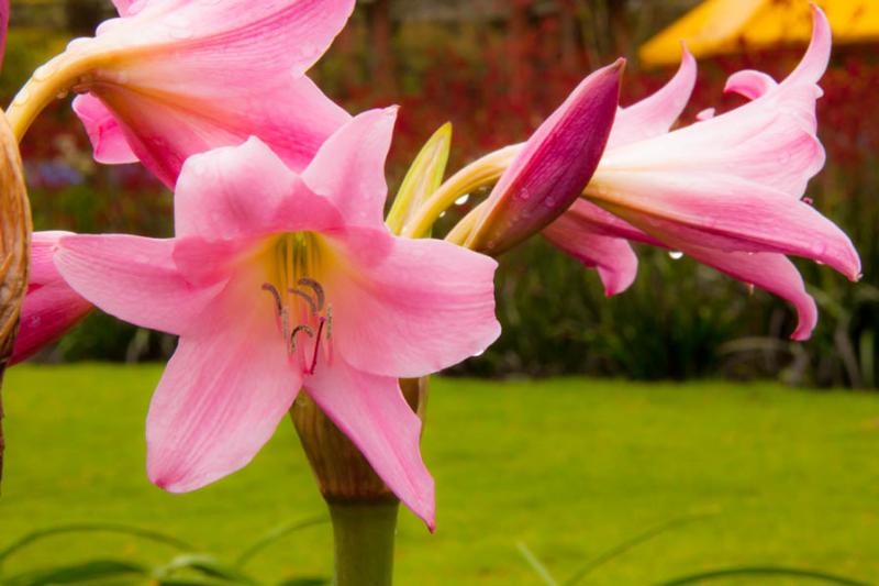 Trumpet lilies