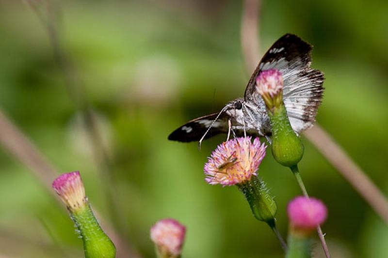 Lepidoptera