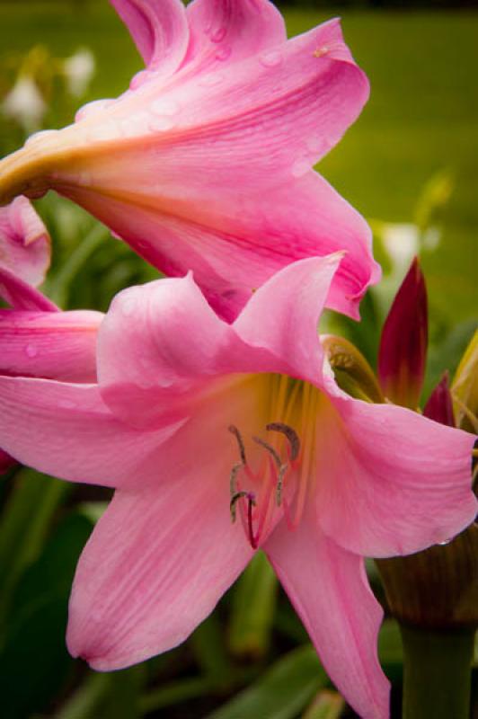 Trumpet lilies