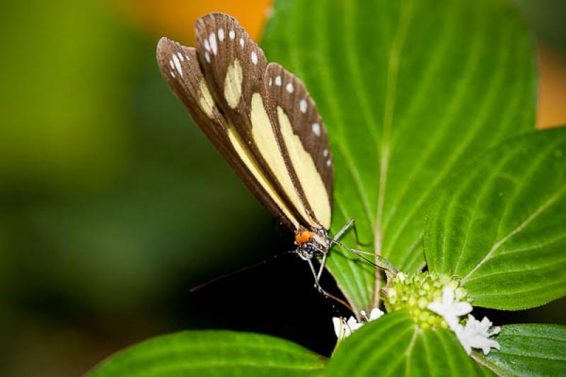 Lepidoptera