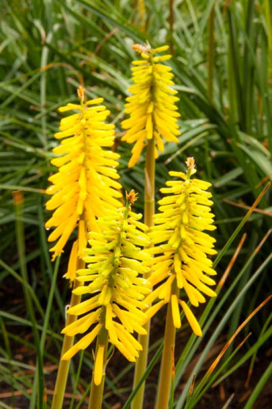 Kniphofia uvaria