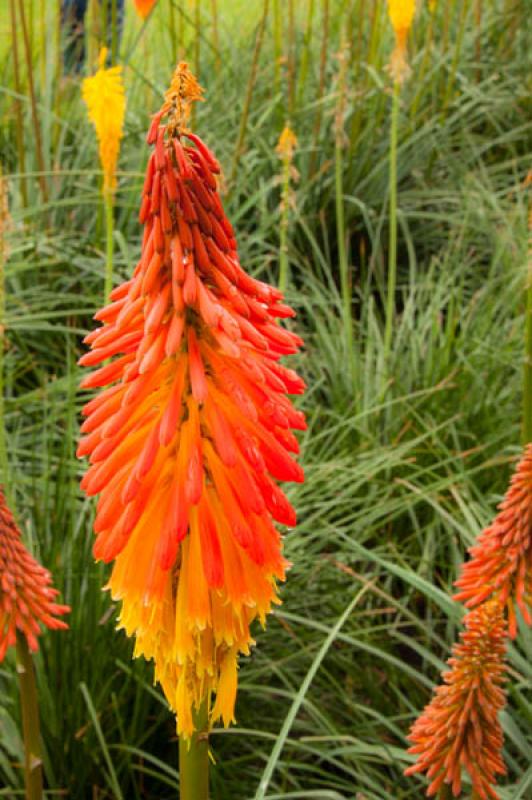 Kniphofia uvaria