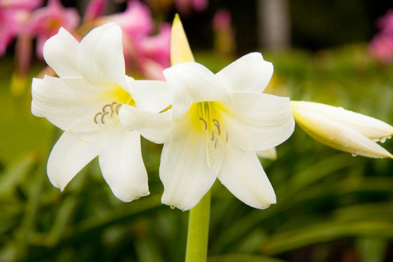 Lilium candidum