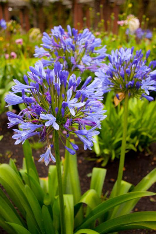 Agapanthus africanus