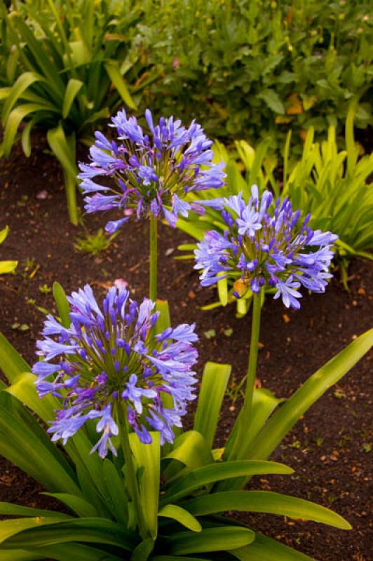 Agapanthus africanus