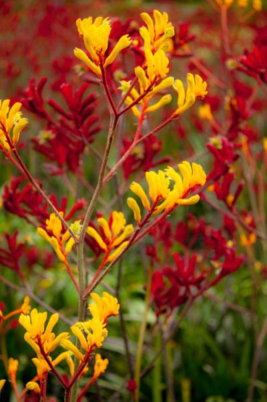 Anigozanthos bicolor