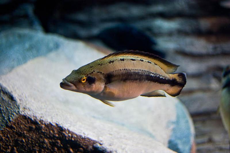 Acuario de Medellin, Parque Explora, Medellin, Ant...