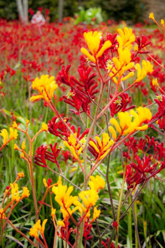 Anigozanthos bicolor