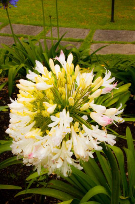 Agapanthus africanus Albus