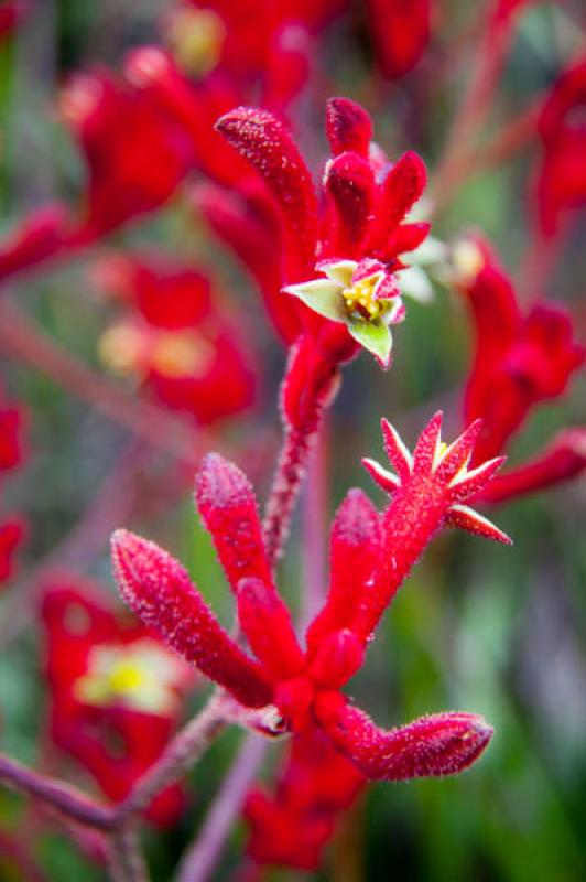 Detalle de una Flor