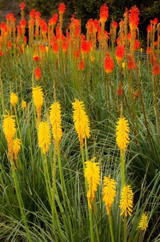 Kniphofia uvaria