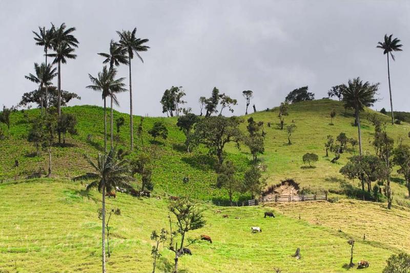 Paisaje del Eje Cafetero, Quindio, Colombia