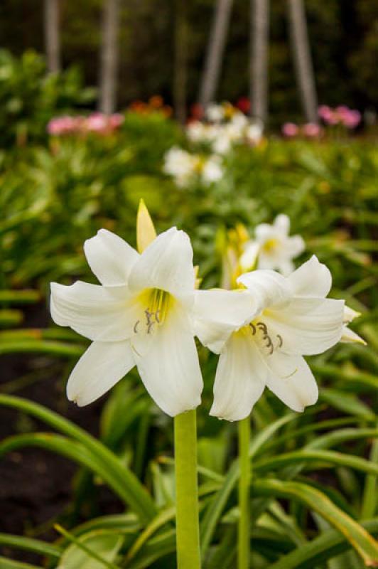 Lilium candidum