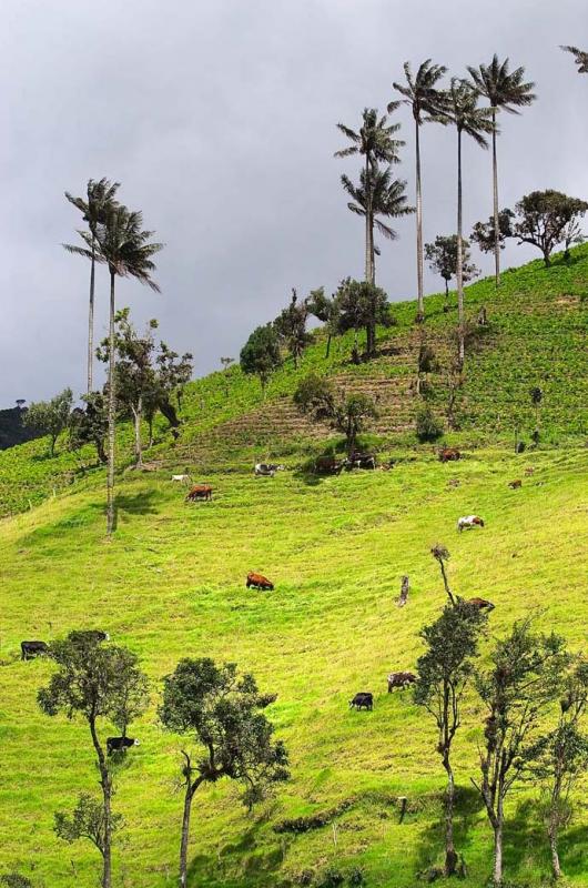 Paisaje del Eje Cafetero, Quindio, Colombia