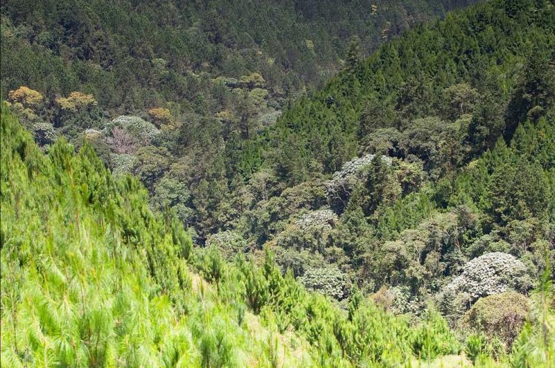 Paisaje del Eje Cafetero, Quindio, Colombia